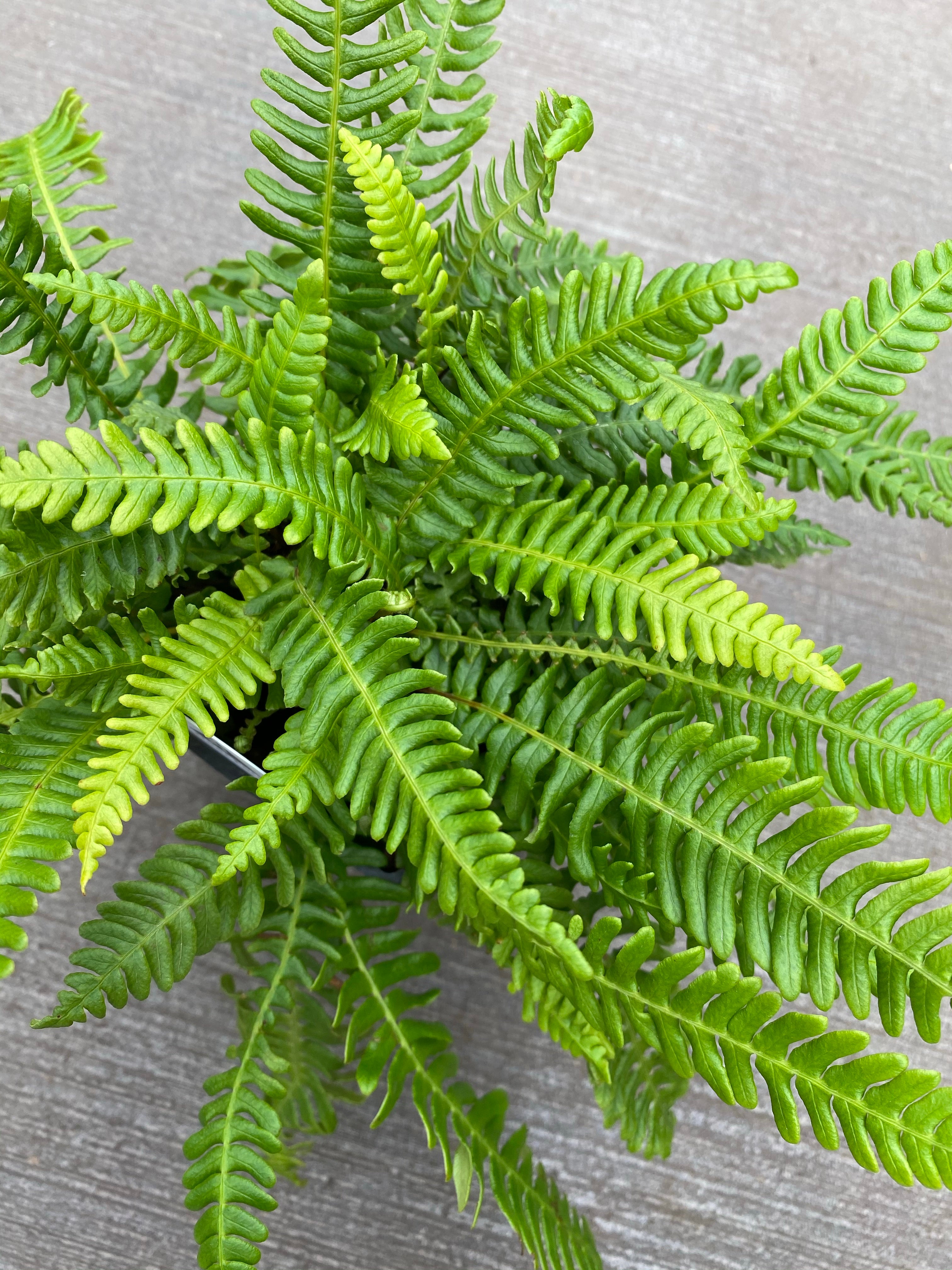 Blechnam Deer Fern 1G